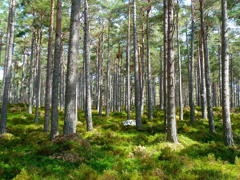 Whimsical Woodland
